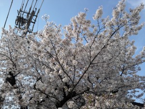 201604060731